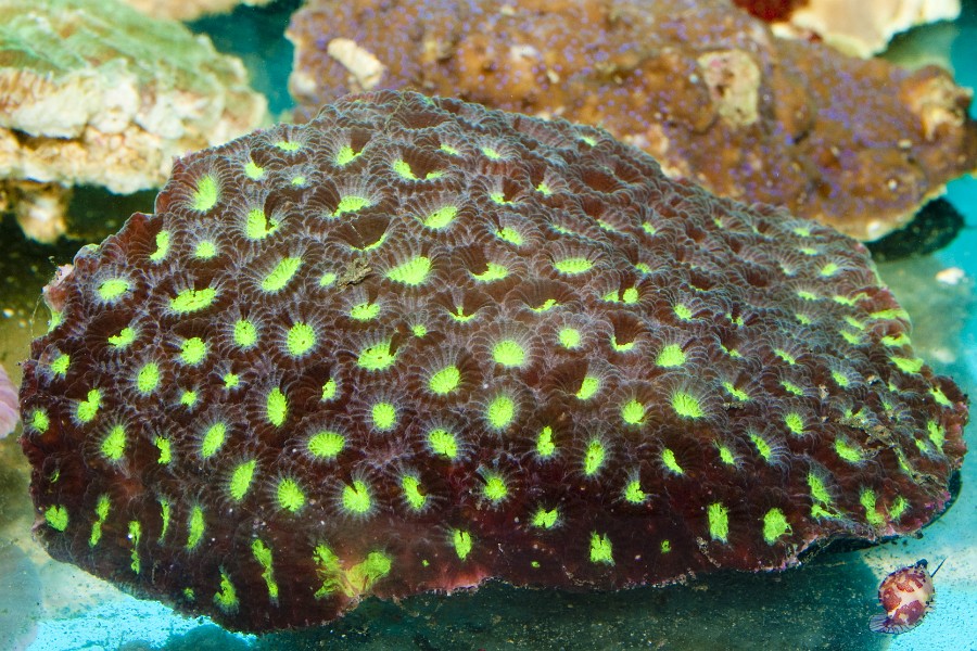Closed Pinapple, Closed Brain, Honeycomb Coral (Favites sp)
